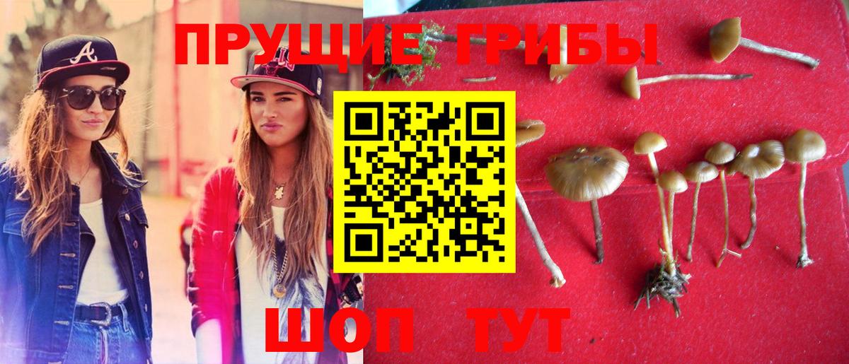 Псилоцибиновые грибы GOLDEN TEACHER  Гурьевск  Галлюциногенные грибы Psilocybe 